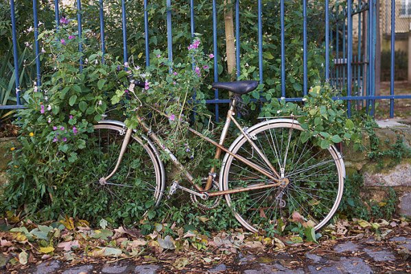 | Digital photo | Fujifilm File