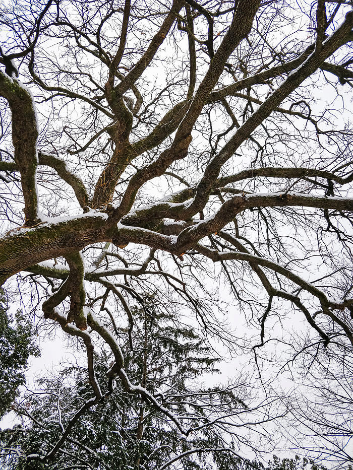 Florence under the snow photo reportage with OnePlus 5t Florence under the snow photo reportage with OnePlus 5t